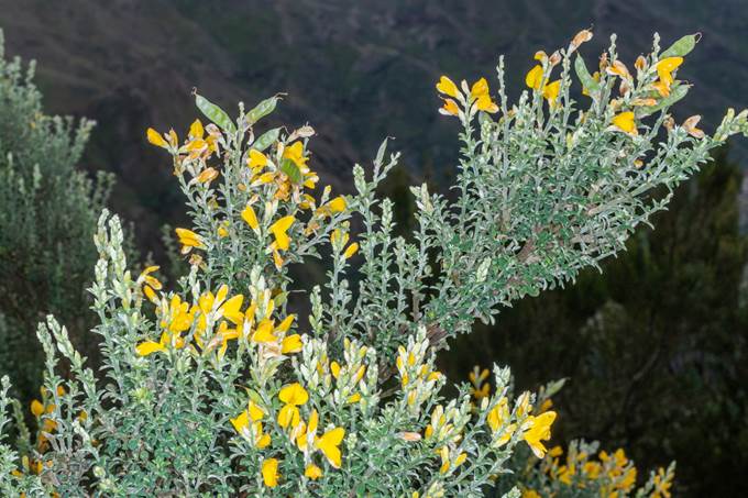 MG 5740 Teline canariensis retamón canario